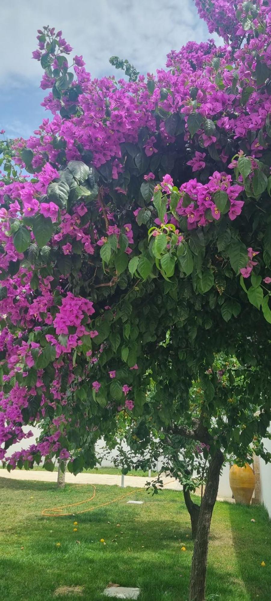 Villa Guajira Μπάρι Εξωτερικό φωτογραφία